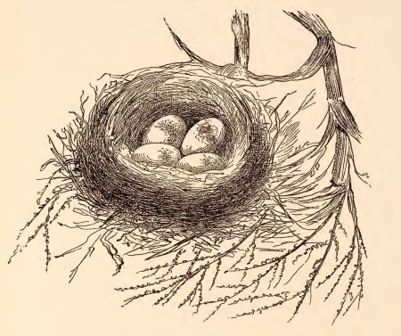 "Nest of Bell-bird (Anthornis melanura)". From A classified list of Mr. S. William Silver's collection of New-Zealand birds (at the Manor-House, LetcombRegis), with short descriptive notes