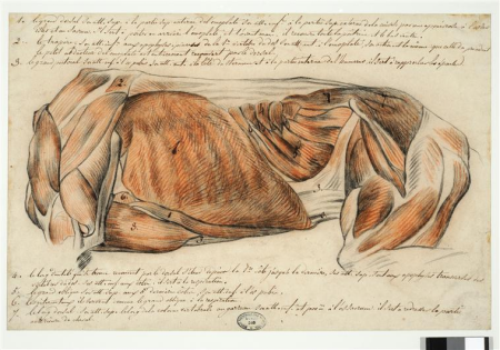 Géricault -Étude du torse d'un cheval écorché, en vue latérale gauche (côté montoir), Vers 1815, EBA1008-7, Théodore Géricault