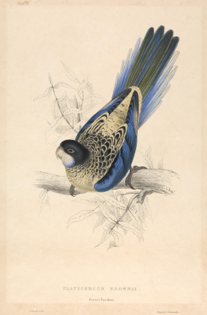 Platycercus Brownii / Brown's Parrakeet, Edward Lear, 1832