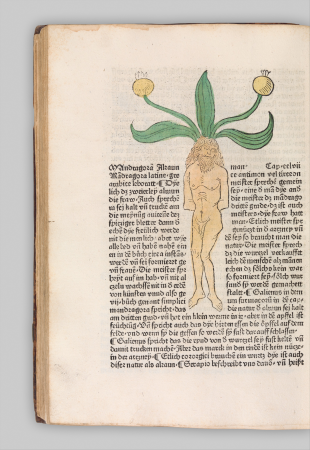 Herbarius - Gart der gesuntheit - Hortus sanitatis, 1485