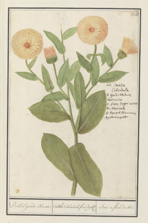 Goudsbloem (Calendula officinalis) Dobbel goude Bloeme. Caltha Calendula flore duplice Souci a fleur double. (titel op object), RP-T-BR-2017-1-10-30, Elias Verhulst, between 1596 and 1610