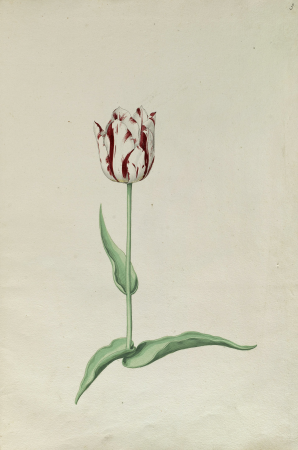 Wit, rood gevlamde tulp, Inventarisnummer NL-HlmNHA 53999016 03, between 1630 and 1700