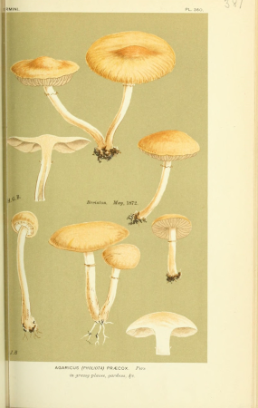 Illustrations of British Fungi (Hymenomycetes), to serve as an atlas to the "Handbook of British Fungi" (Pl. 381) (8722259615), between 1881 and 1891