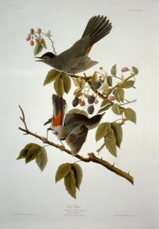 Catbird LCCN2002718979, John James Audubon, 1827