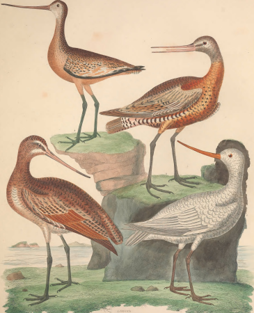 Illustrations of the American ornithology of Alexander Wilson and Charles Lucian Bonaparte - with the addition of numerous recently discovered species and representations of the whole sylvae of North (14746406651), Alexander Wilson, 1835