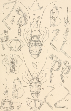 An account of the Crustacea of Norway, with short descriptions and figures of all the species (1899) (16582398728)