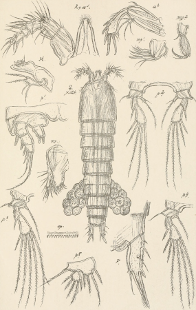 An account of the Crustacea of Norway, with short descriptions and figures of all the species (1903) (16148017724)