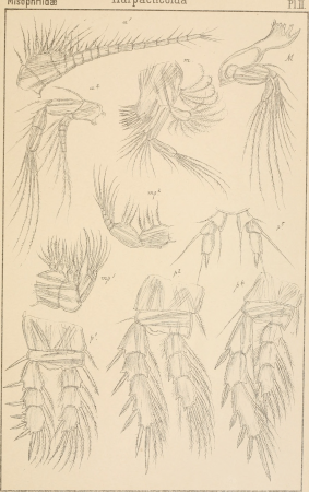 An account of the Crustacea of Norway, with short descriptions and figures of all the species (1903) (16770086835)