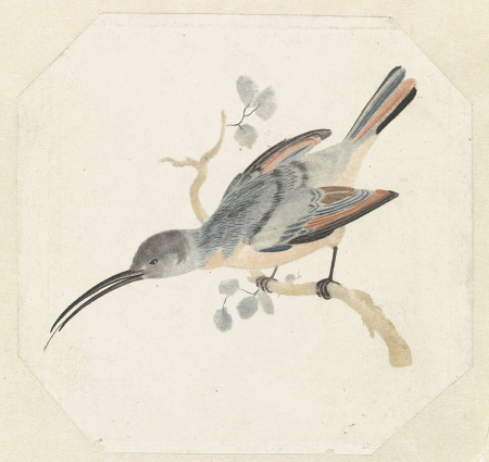 Hummingbird on a branch to the left, Johan Teyler