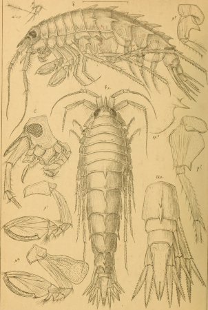 An account of the Crustacea of Norway, with short descriptions and figures of all the species (1895) (16582476328)