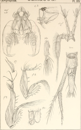 An account of the Crustacea of Norway, with short descriptions and figures of all the species (1899) (16583755529)