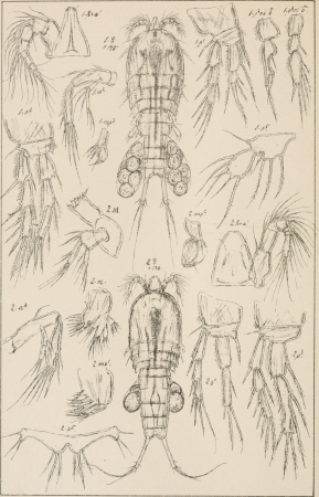An account of the Crustacea of Norway, with short descriptions and figures of all the species (1903) (16584086569)
