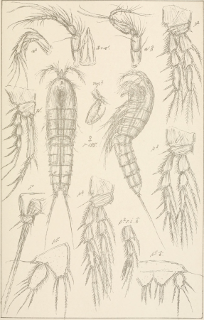 An account of the Crustacea of Norway, with short descriptions and figures of all the species (1903) (16584230059)
