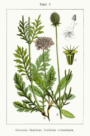 Scabiosa columbaria Sturm3, 1796