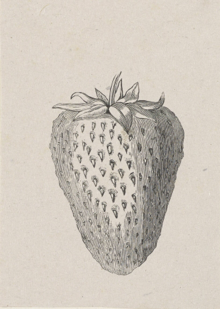 Aardbei, RP-P-OB-30.514, Isaac Weissenbruch, between 1836 and 1912