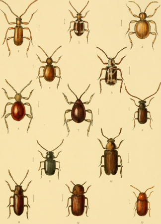 The Coleoptera of the British islands. A descriptive account of the families, genera, and species indigenous to Great Britain and Ireland, with notes as to localities, habitats, etc (1890) (20042268903)