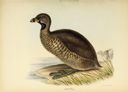 The genera of birds - comprising their generic characters, a notice of the habits of the genus, and an extensive list of species referred to their several genera (1849) (14565826230)