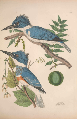 Illustrations of the American ornithology of Alexander Wilson and Charles Lucian Bonaparte - with the addition of numerous recently discovered species and representations of the whole sylvae of North (14562886178), Alexander Wilson, 1835