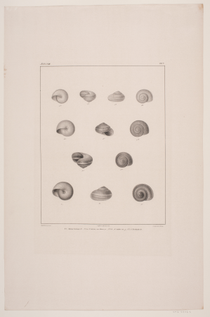 Christian VIII's conch shell collection, plate V, Edvard Fortling, 1837