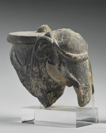 Protomé d'éléphant, M.C. 2019-98(4)