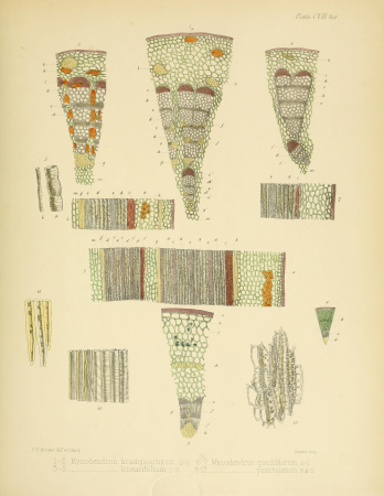 The botany of the Antarctic voyage of H.M. discovery ships Erebus and Terror in the years 1839-1843, under the command of Captain Sir James Clark Ross, Kt. ... (1844-1847) (19783359264)