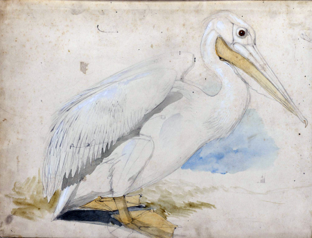 Houghton MS Typ 55.21 - Edward Lear, pelican, Edward Lear