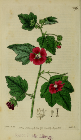 The Botanical register consisting of coloured figures of (1815) (14750147346), 1815