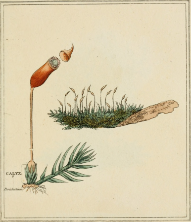 Elements of the science of botany, as established by Linnaeus; with examples to illustrate the classes and orders of his system (1812) (21078295369)