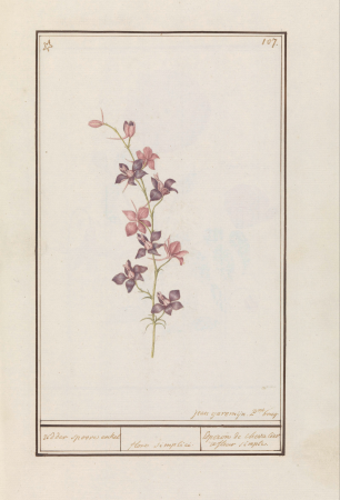 Ridderspoor (Consolida) ridder spoore enkel. floro simplici. Esperon de chevalier afluer simple. (titel op object), RP-T-BR-2017-1-9-12, between 1790 and 1799