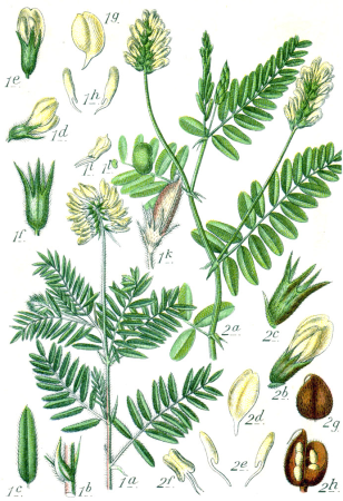 Faboideae spp Sturm21, Johann Georg Sturm, 1796