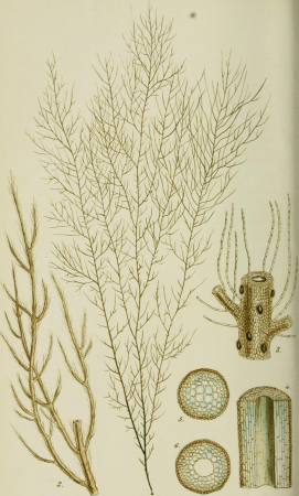 Phycologia Britannica, or, A history of British sea-weeds - containing coloured figures, generic and specific characters, synonymes, and descriptions of all the species of algae inhabiting the shores (14764490415), 1846