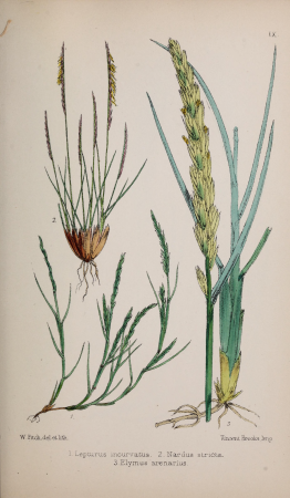 British grasses - an introduction to the study of the Gramineae of Great Britain and Ireland (1867) (20231733699), 1867