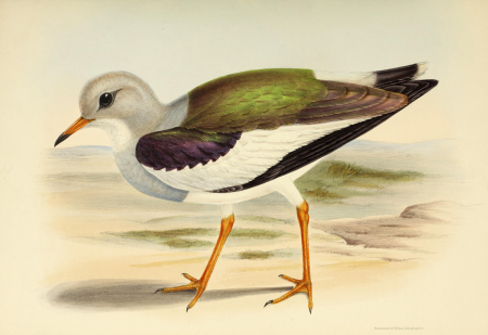 The genera of birds - comprising their generic characters, a notice of the habits of the genus, and an extensive list of species referred to their several genera (1849) (14565811239)