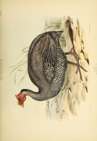 The genera of birds - comprising their generic characters, a notice of the habits of the genus, and an extensive list of species referred to their several genera (1849) (14772299333)