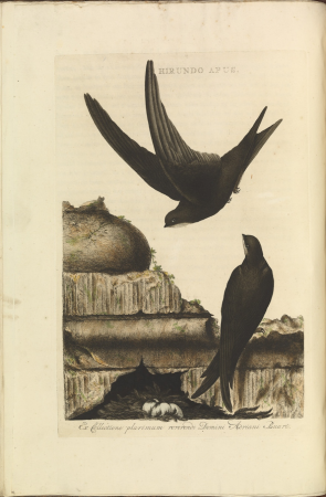 Common swift from Nederlandsche vogelen (Dutch birds) by Nozeman and Sepp (1770-1829), between 1770 and 1829