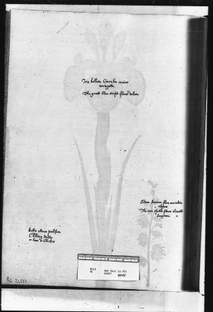 Alexander Marshal (RCIN 924337-2), Alexander Marshal