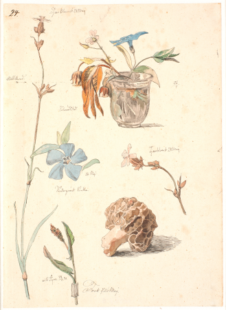 Study magazine with flowers and plants, Johan Lundbye, 1840
