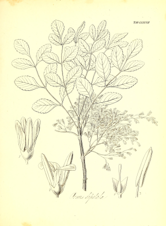 The botany of Captain Beechey's voyage; comprising an acount of the plants collected by Messrs. Lay and Collie, and other officers of the expedition, during the voyage to the Pacific and Behring's (20217803068), 1841