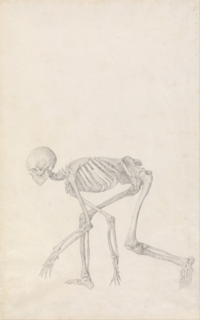 A Comparative Anatomical Exposition of the Structure of the Human Body with that of a Tiger and a Common Fowl: Human Skeleton, Lateral View (in Crouching Posture; finished study for an unpublished table), George Stubbs, 1795 to 1806