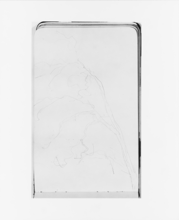 Tree (from Sketchbook), Albert Bierstadt, 1890