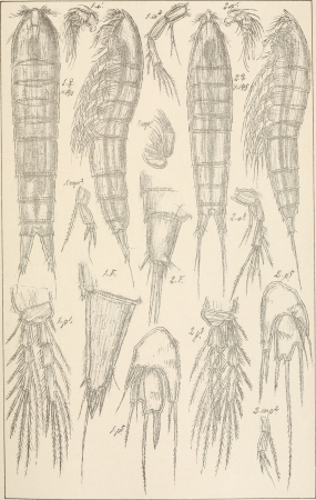 An account of the Crustacea of Norway, with short descriptions and figures of all the species (1903) (16582958260)