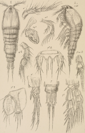 An account of the Crustacea of Norway, with short descriptions and figures of all the species (1903) (16744280286)
