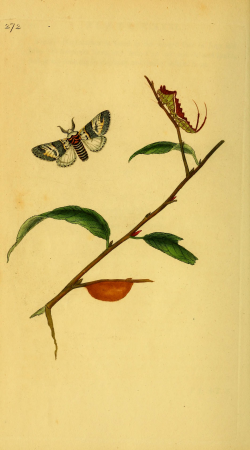 The natural history of British insects - explaining them in their several states, with the periods of their transformations, their food, oeconomy, &c. together with the history of such minute insects (14780119804), 1799