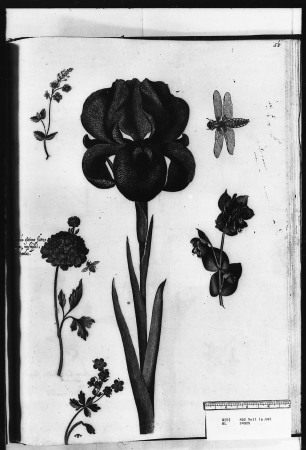 Mourning iris, germander speedwell, broad-bodied chaser dragonfly, turban ranunculus (double form), flesh fly, honeywort, and bigroot cranesbill, Alexander Marshal, c. 1650-82