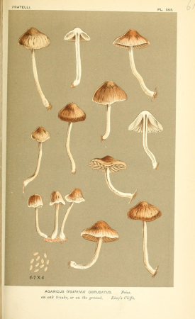 Illustrations of British Fungi (Hymenomycetes), to serve as an atlas to the "Handbook of British Fungi" (Pl. 615) (9015344967), between 1881 and 1891