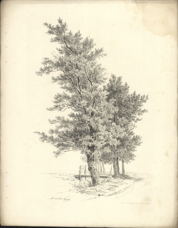 Bomengroep langs een sloot, objectnr A 58080, Adrianus van der Koogh, 1816 – 1831