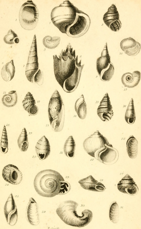 The conchologist's text-book, embracing the arrangements of Lamarck and Linnaeus, with a glossary of technical terms (1833) (14784638245)