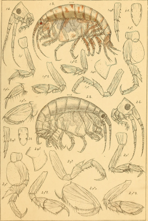 An account of the Crustacea of Norway, with short descriptions and figures of all the species (1895) (16769977225)