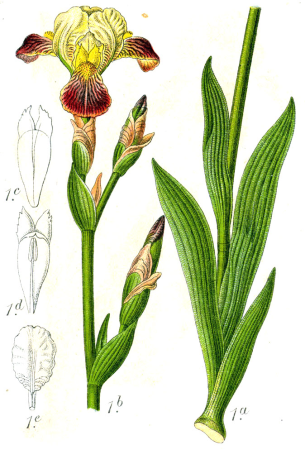 Iris sp Sturm54, Johann Georg Sturm, 1796