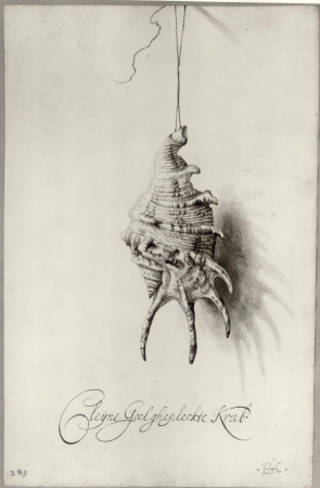 Seashell from an album, Bartholomeus Assteyn, circa 1650